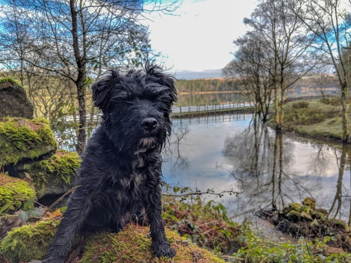 Černý patterdale teriér sedí na skále u jezera v přírodě.