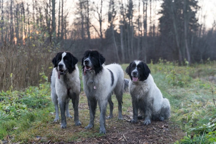 Tři psi plemene landseer stojí na lesní cestě.