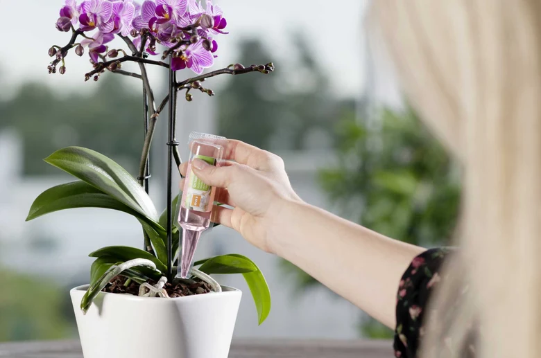 Osoba kropí orchidej kapátkem s hnojivem pro péči o rostlinu.