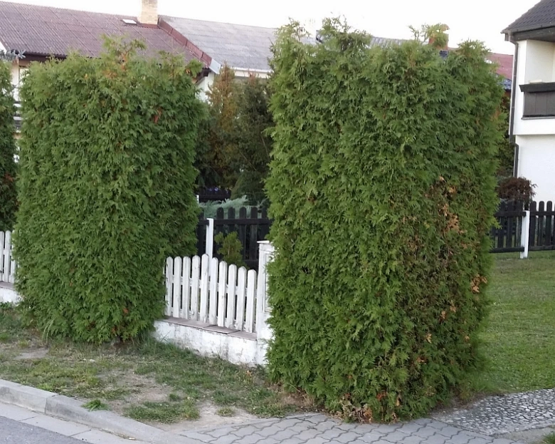 Dvě zelené túje s hnědnutím listů u bílého plotu.