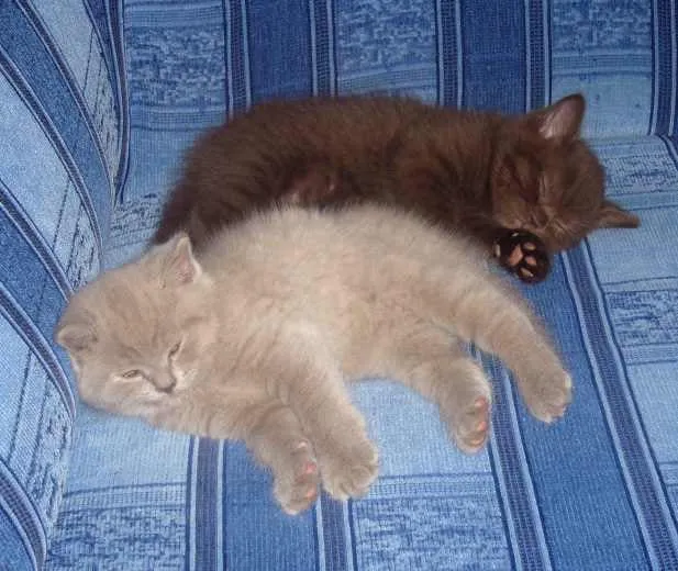 Dvě koťata spí vedle sebe na modrém gauči.