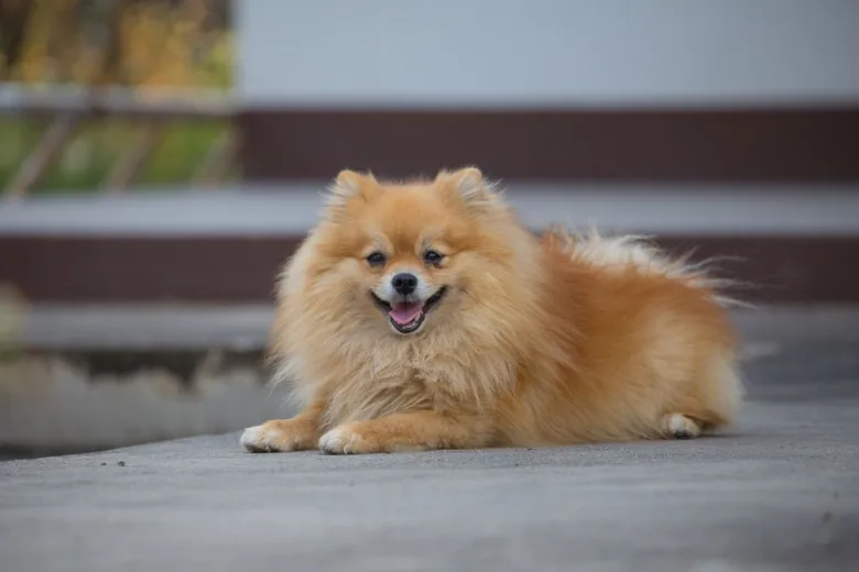 Pomeranians leží na zemi s otevřenou pusou.