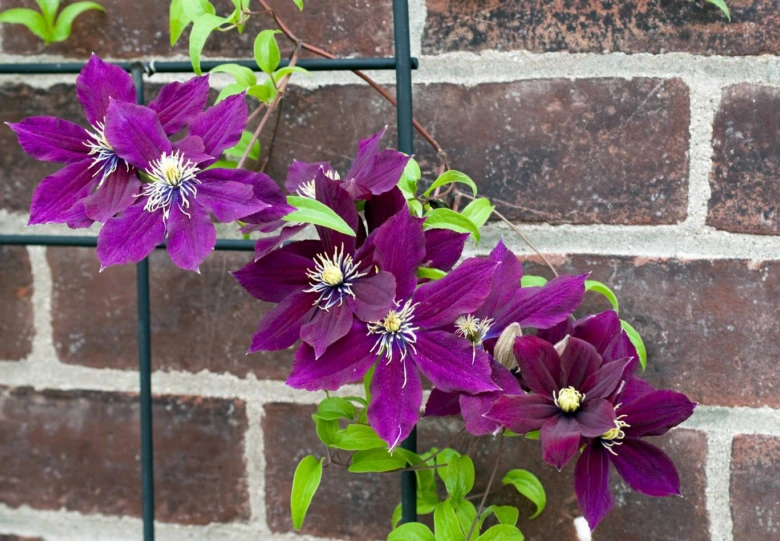 Fialové květy clematis rostoucí na zdi.