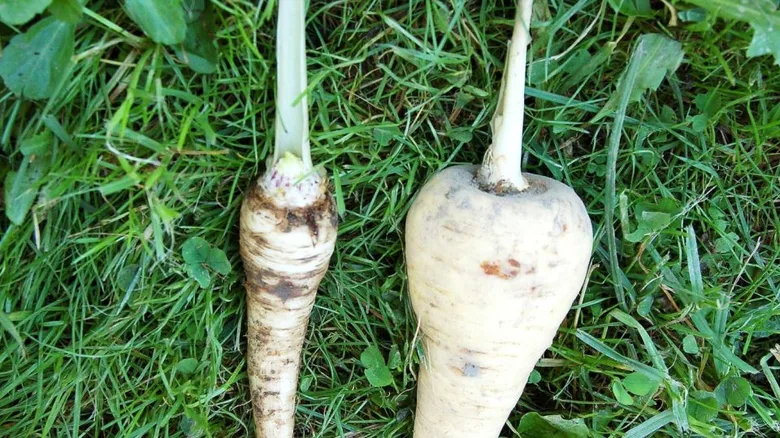 Porovnání tvaru pastinaku s jinou kořenovou zeleninou na trávě.