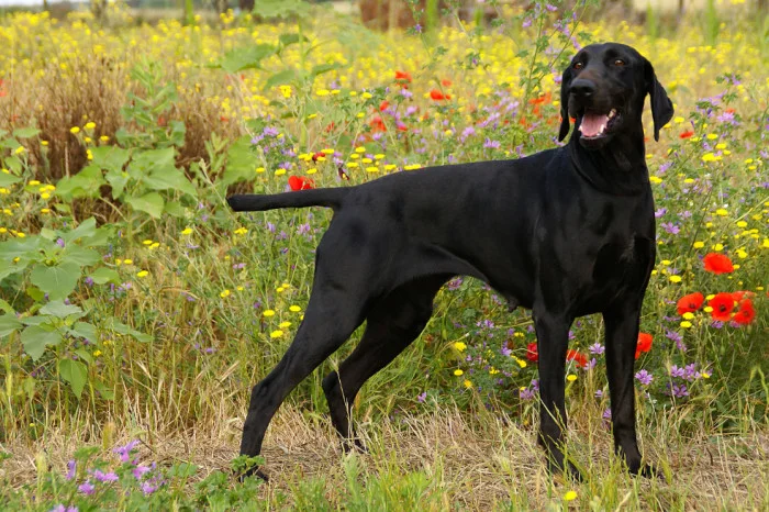 Black german shorthaired pointer