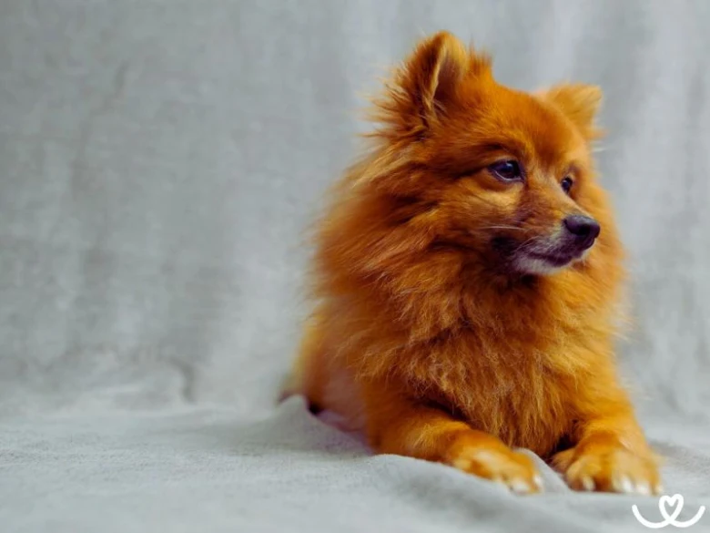 Pomeranians leží na šedé tkanině s pohledem do strany.