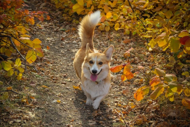 Corgi pes chodí po cestě mezi podzimními listy.