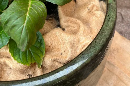 Rost v květináči s přírodním povlakem na zemi.