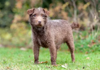 Hnědý patterdale teriér stojí na zelené trávě.