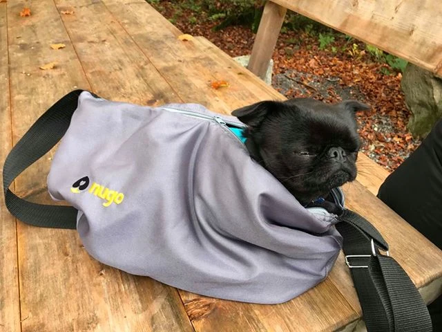 Pug in carrier bag