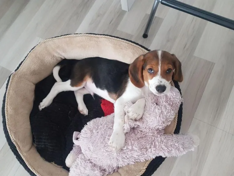 Beagle štěně v posteli s hračkou ve svém novém domově.