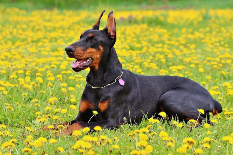 Dobermans leží na louce s žlutými pampeliškami.