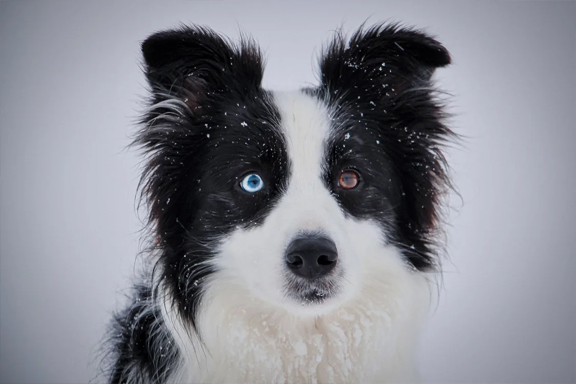 Pes s heterochromií očí v sněhu, modré a hnědé zorničky.
