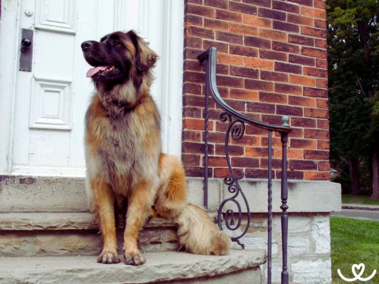 Leonberger pes sedí na schodech před domem.