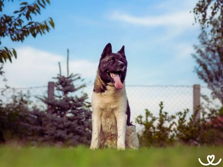 Americká akita sedí na trávě v zahradě pod modrou oblohou.