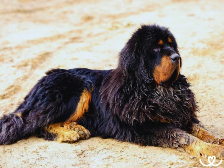 Černá tibetská doga s hnědými znaky leží na písečné zemi.