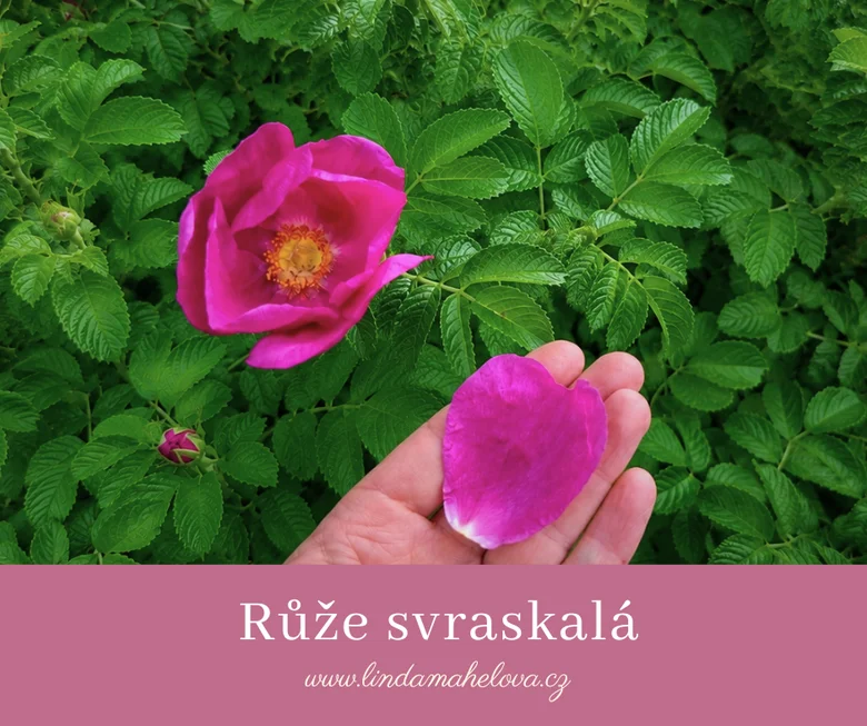 Ruka drží růžový lístek divoké růže mezi zelenými listy.