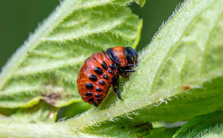 Oranžová larva mandelinky s černými skvrnami na zeleném listu.