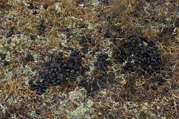 Exkrementy pižmona drobného na zemi porostlé mechem.