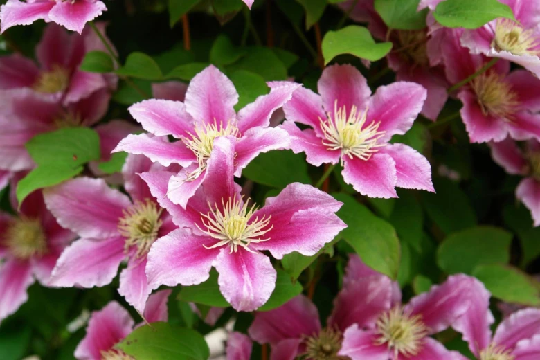 Růžové květy clematis s zelenými listy v detailu.