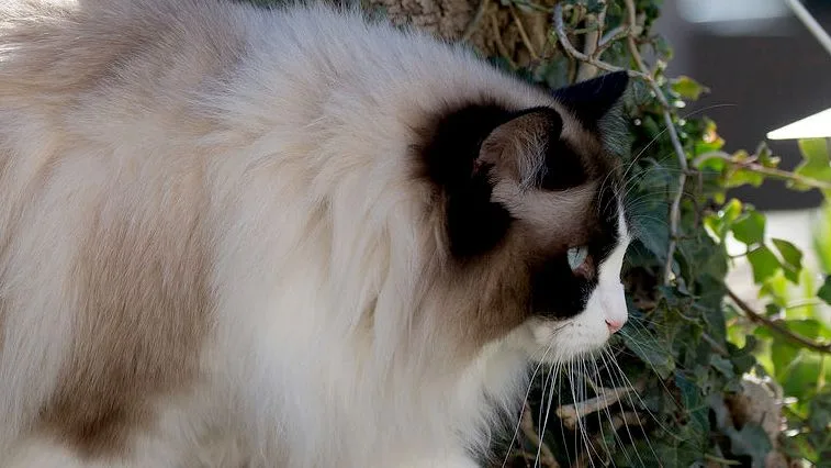 Portrét ragdolu s tmavými ušima a modrýma očima.