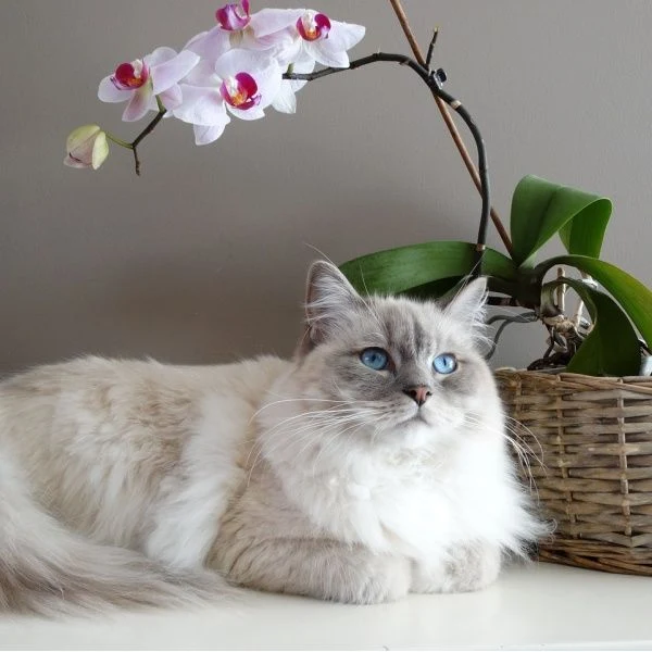 Překrásná ragdolská kočka leží vedle kvetoucího orchideje v ratanovém kbelíku.