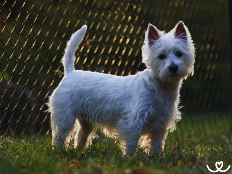 Bílý west highland white terier stojí na trávníku před plotem.