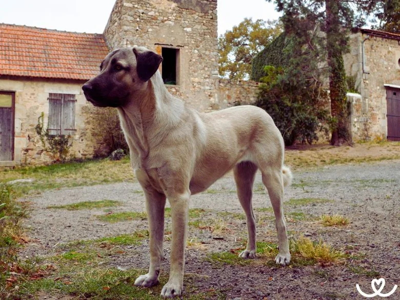 Velký anatolský pastevecký pes stojí na štěrkové cestě před starými kamennými domy.
