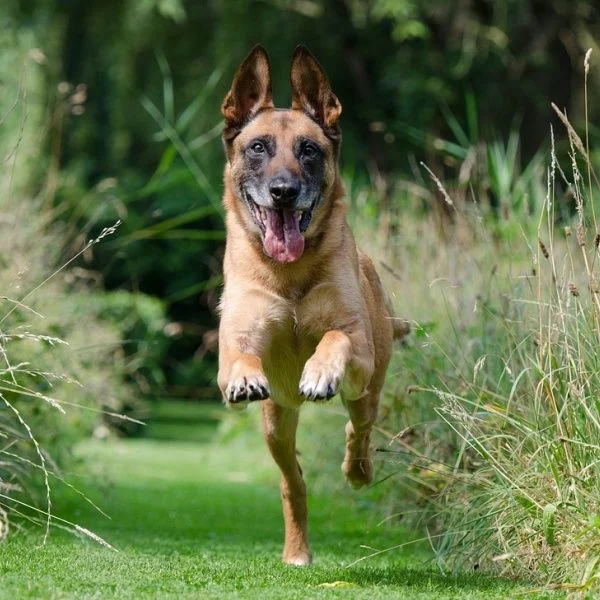 Belgický ovčák malinois běží po trávníku v přírodě.