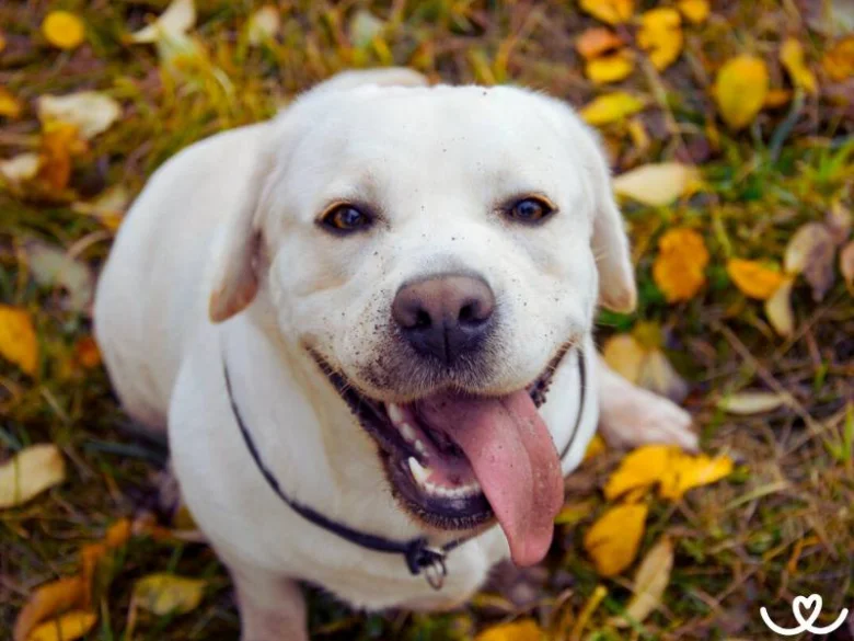 Bílý labrador s vystrčeným jazykem sedí na trávě mezi podzimními listy.