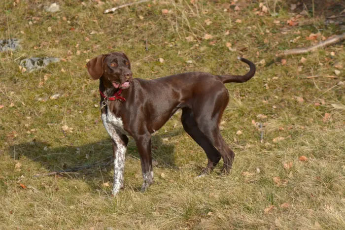German shorthaired pointer dog