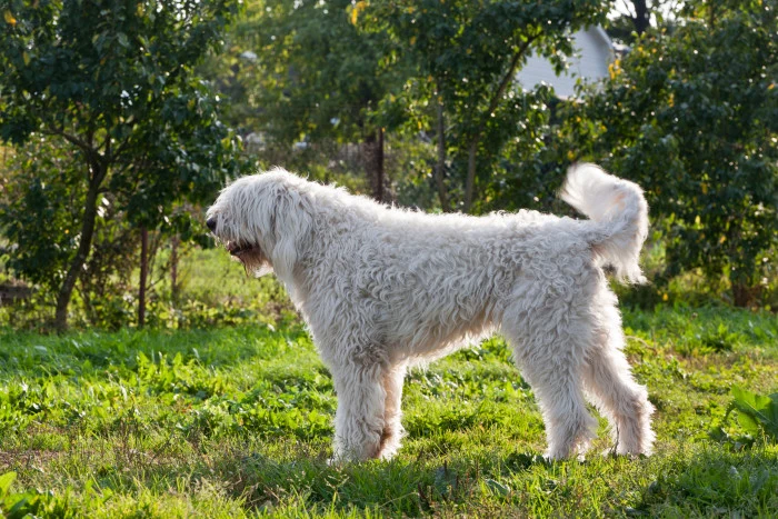 Bílý komondor stojí na trávníku v zahradě.