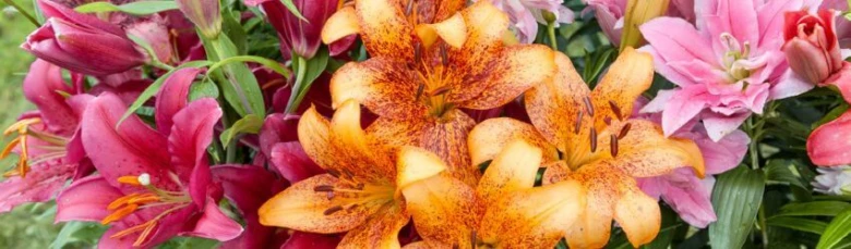 Květinová vazba s oranžovými a růžovým lilii v plném květu.