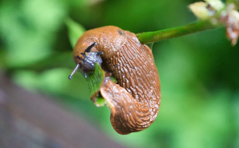 Brown slug on plant stem