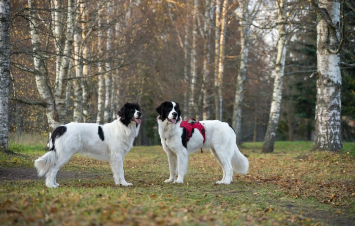 Dva psi plemene landseer stojí v lese mezi břízami.