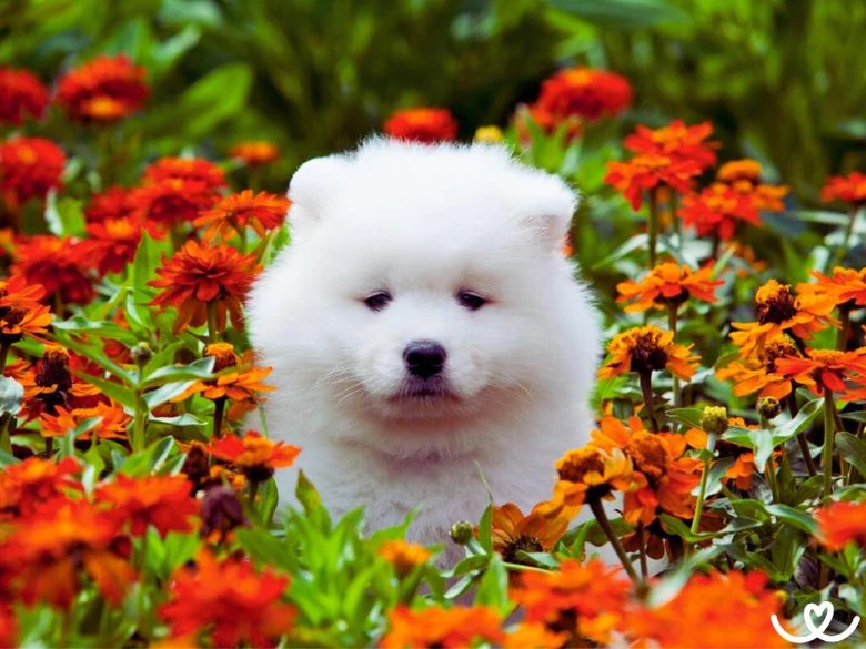 Bílý samojed štěně sedí mezi oranžovými květy.