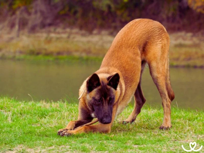 Belgický ovčák malinois drží větev v tlamě na trávníku