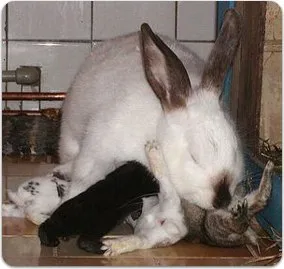 Bílá králíčka kojící své nově narozené mláďata v kleci.