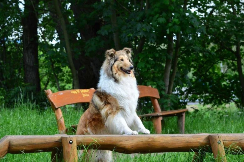 Dlouhosrstá kolie sedí na lavičce v zeleném parku.