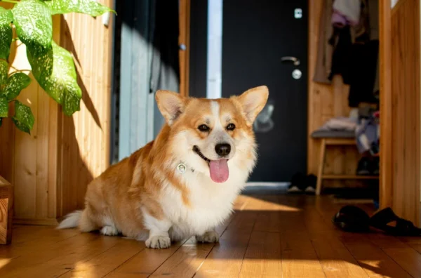 Šťastný corgí sedící na dřevěné podlaze v slunečním světle.