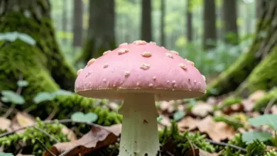 jak bezpečně poznat masáka a jeho použití - Jak bezpečně poznat masáka - ilustrační foto