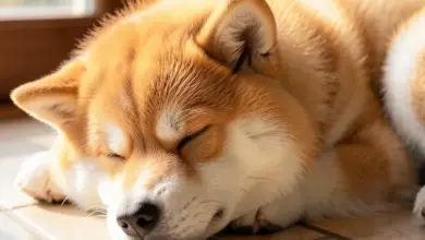 Jak pečovat o akita inu štěně - ilustrační foto