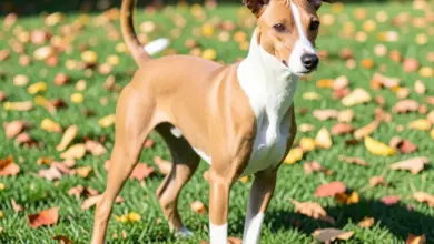 Jak se starat o plemeno basenji - ilustrační foto