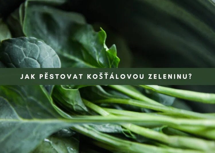 Čerstvá košťálová zelenina připravená k pěstování.
