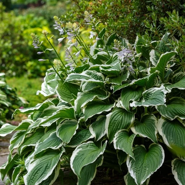 Hosta s bílými okraji listů v zahradním stínu