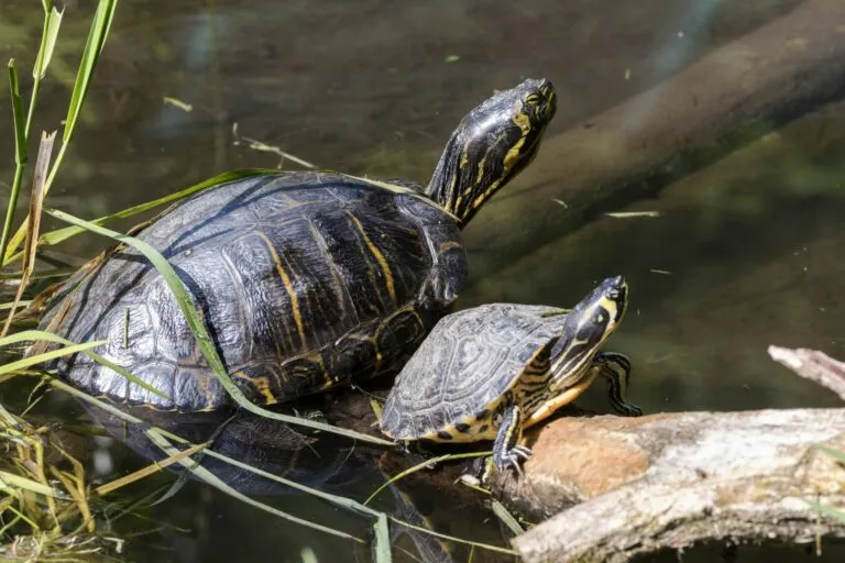 Dvě vodní želvy se vyhřívají na větví v přírodním prostředí.