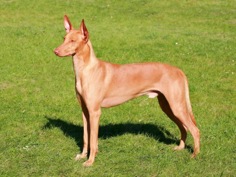 Pharaoh dog standing on grass