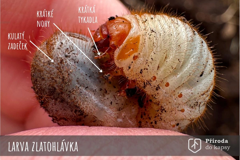 Bílá larva zlatohlávky s krátkými nohami a kulatým zadečkem.