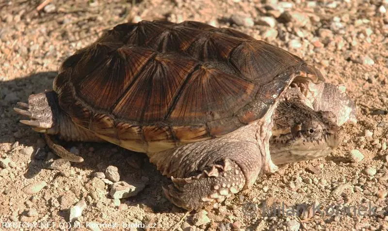 Kajmanka dravá na zemi s detailním pohledem na plášť.