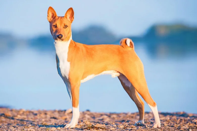 Basenji pes stojí na břehu u vody.